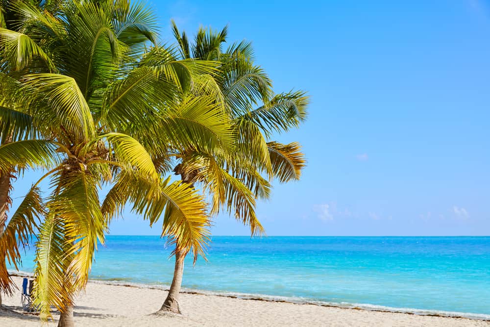 Palm trees overlooking Smathers Beach and the super blue water of the Florida Keys.