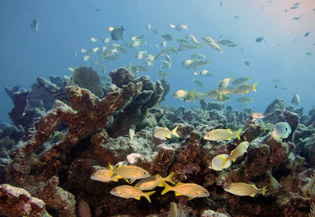 Hidden gems Florida reef filled with sunlight and fish.