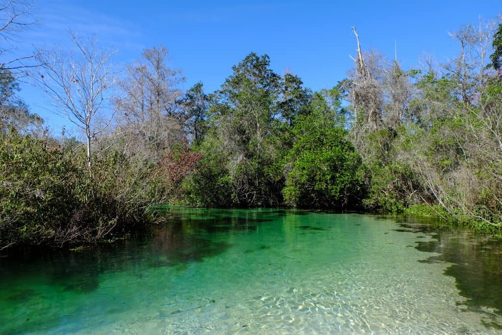 Hidden gems florida weeki wachee clear river lined wth trees. 