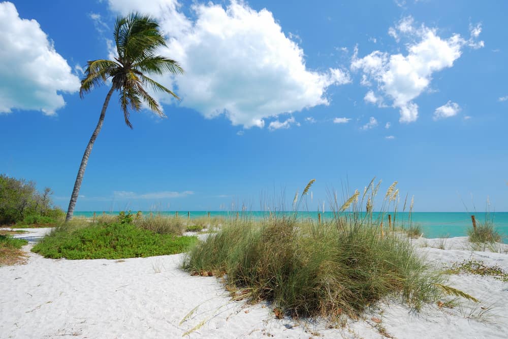 Palm tree, grass, and white sand on Captiva Island.