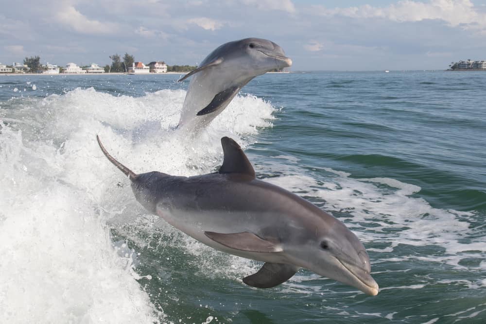 Dolphins jumping in the water near Sanibel Island, one of the best islands in Florida.