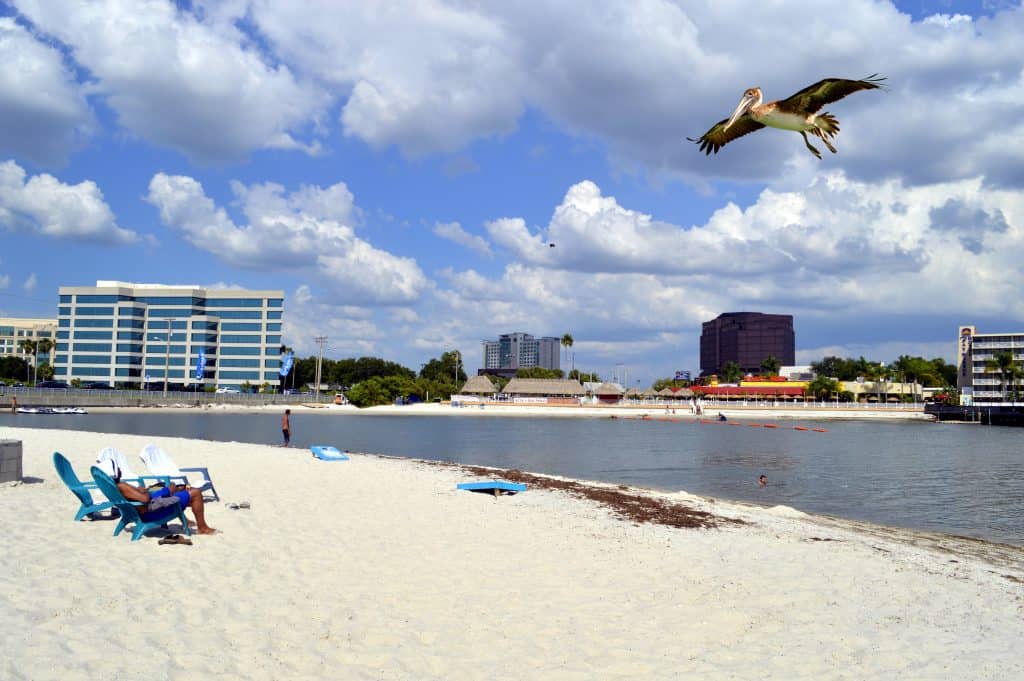 pelican flying over Ben T Davis beach, one of the best beaches in tampa with bay and hotels of Tampa in the background