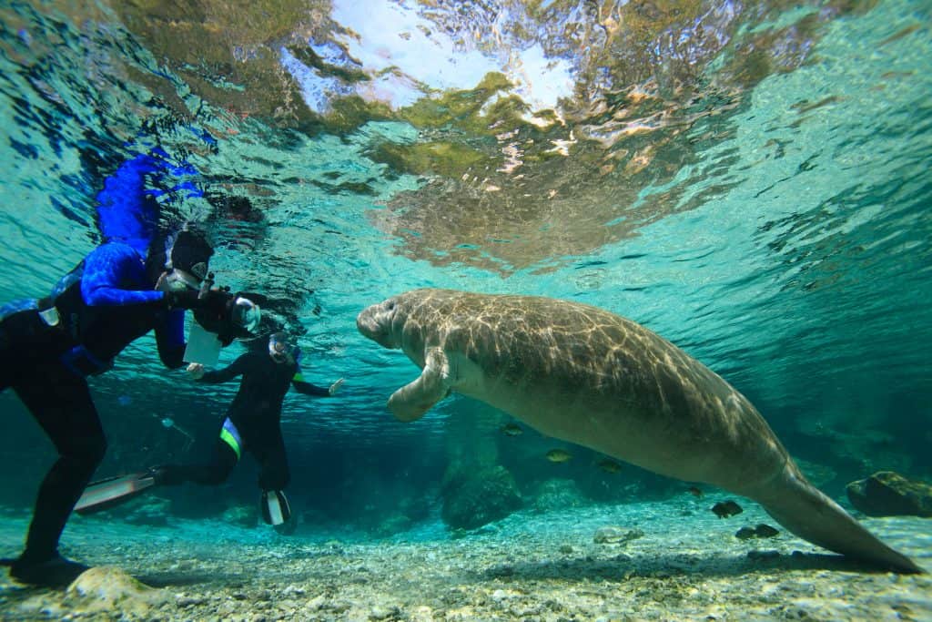 Underwater photo of divers swimming with a manatee in Crystal River, a collection of Florida natural springs.