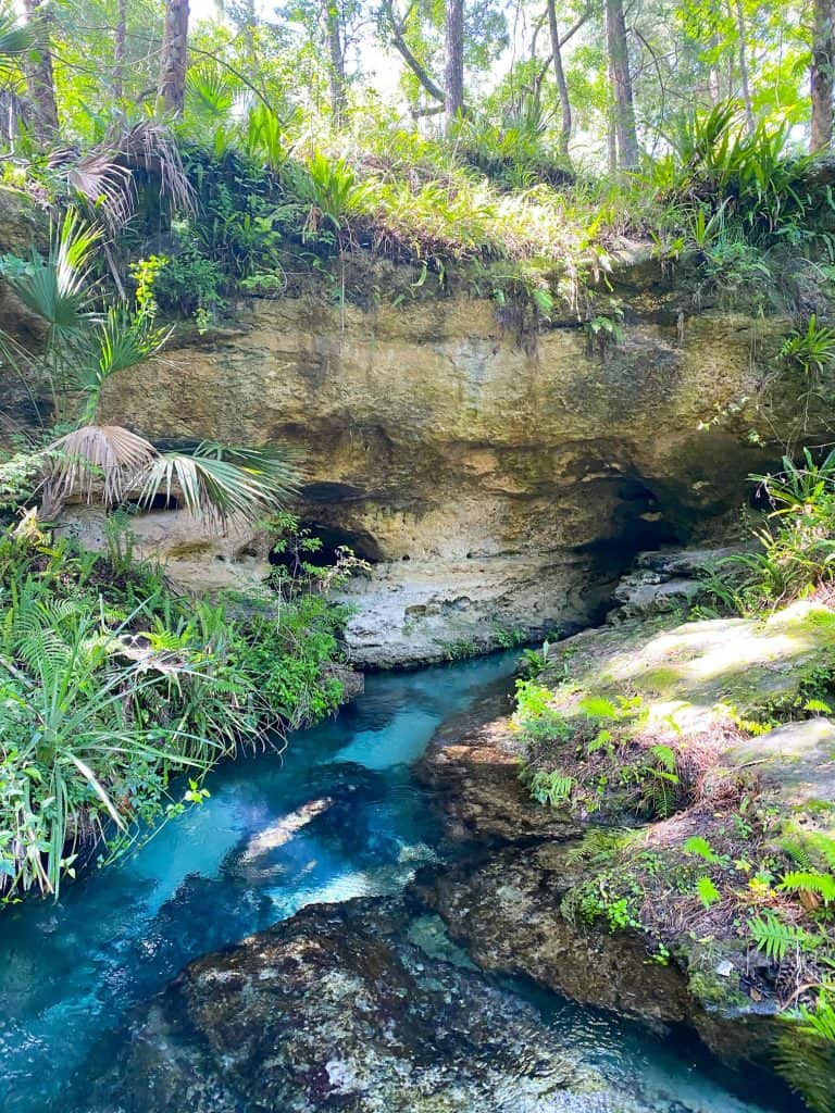 headwaters of rock springs at kelly park in florida
