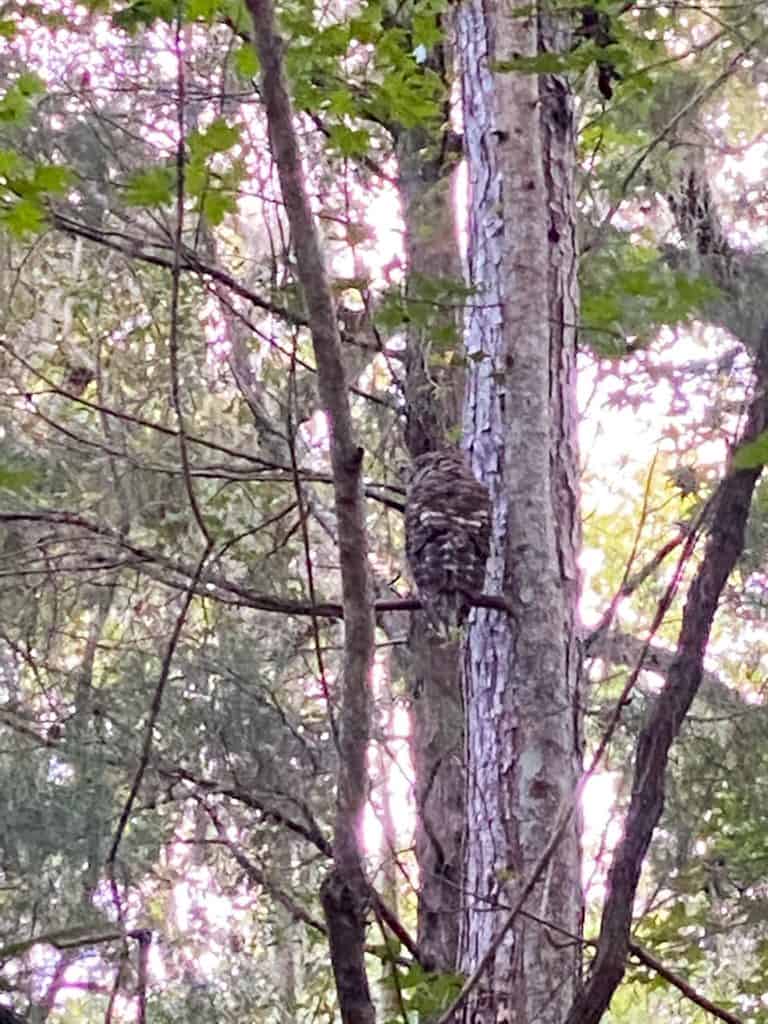 owl in trees at kelly park florida