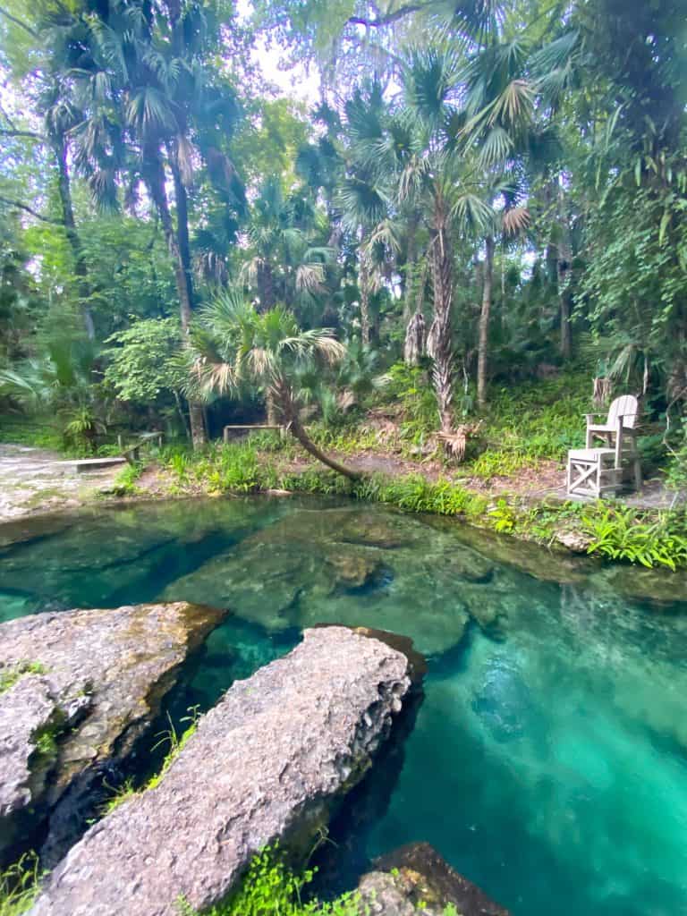 palm tree over rock springs at Florida's kelly park