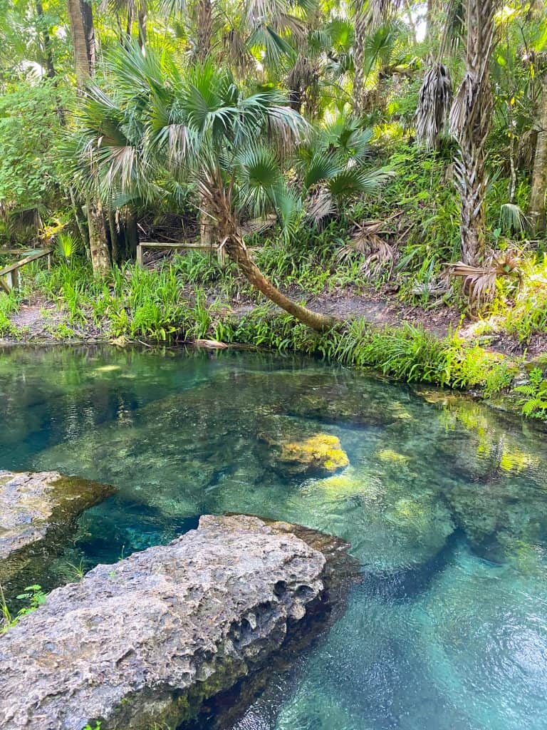 palm tree at rock springs florida