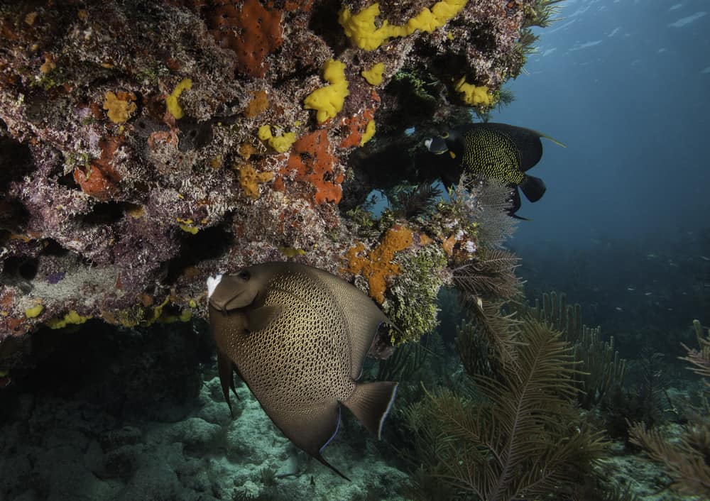 Fish grazing on algae on colorful coral John Pennekamp State Park.