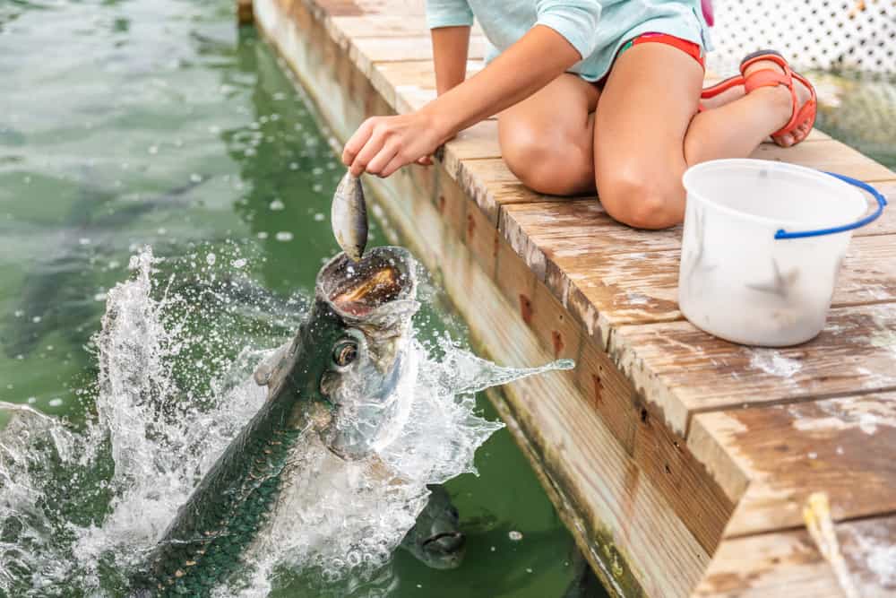 A woman feeding tarpon fish jumping out of the water.