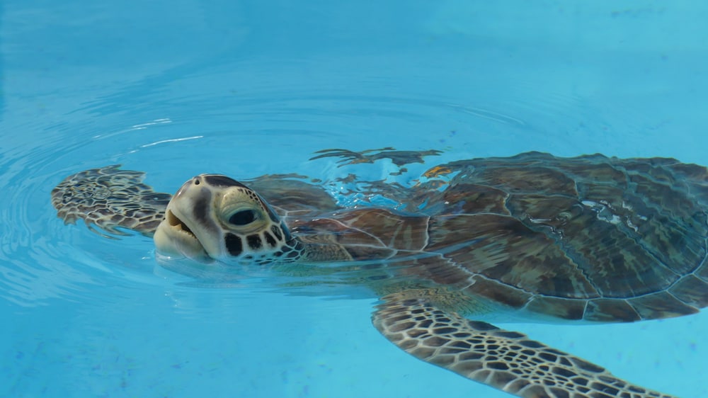 Turtle in light blue water at Turtle Hospital on the Miami to Key West drive.