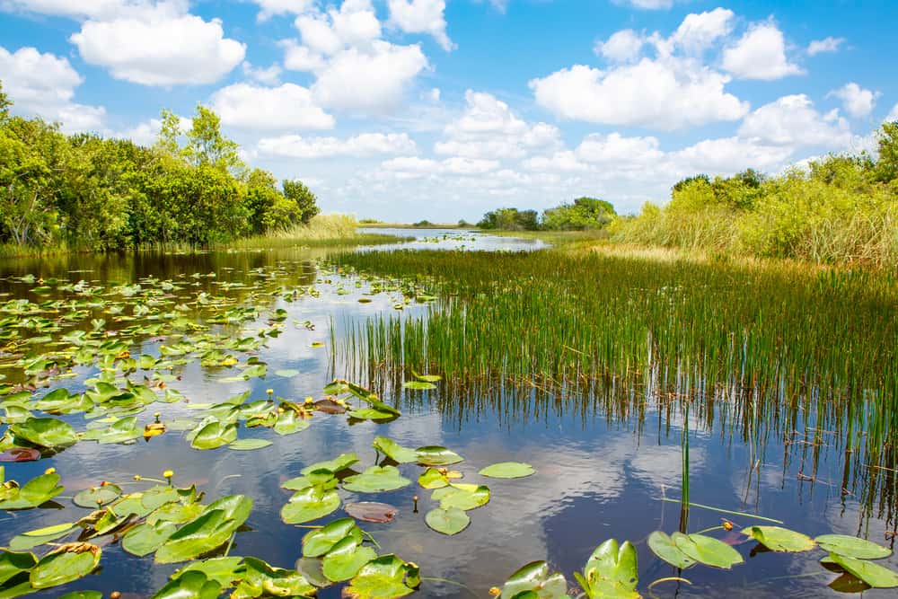 The wetlands of the Florida Everglades dotted with grasses and lily pads, one of the best National Parks for weekend getaways in Florida.