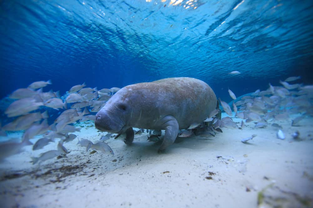 A manatee swimming in blue water with school of gray fish surrounding it.