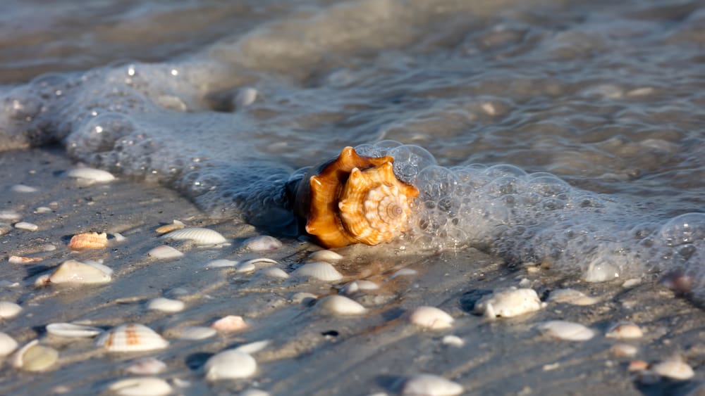 A brown conch shell surrounded by gray sand on edge of waterline.