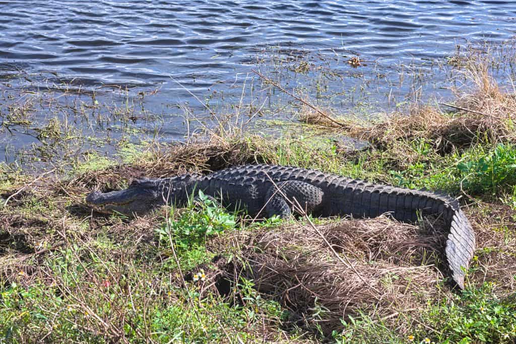 14 Best Places To See Wild Alligators In Florida - Florida Trippers