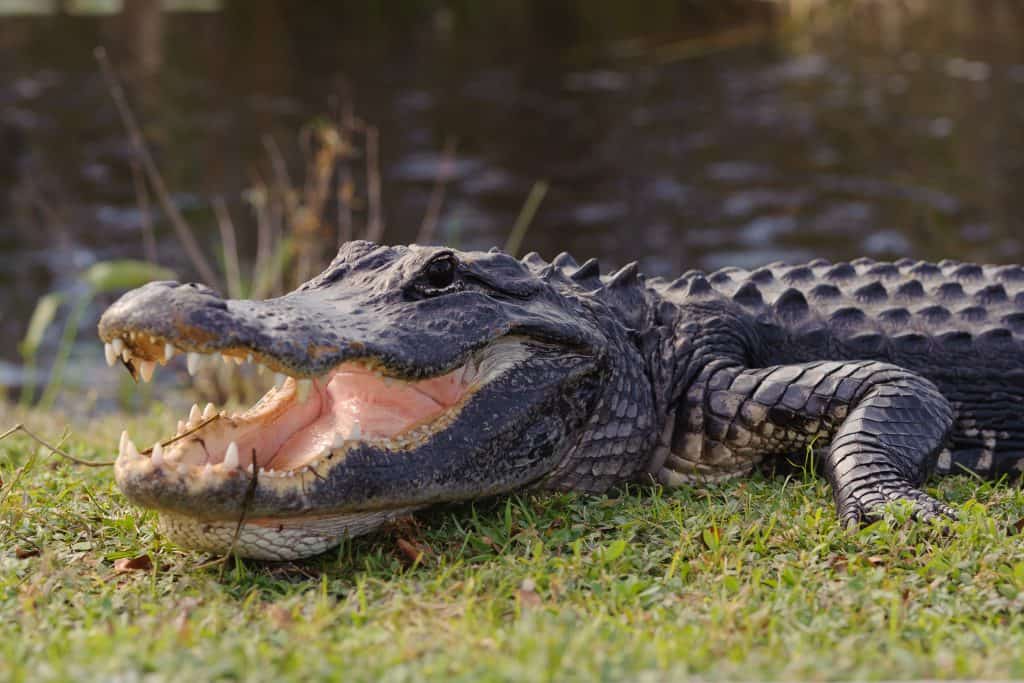 Alligators in florida bear their teeth for photos in the Everglades National Park.