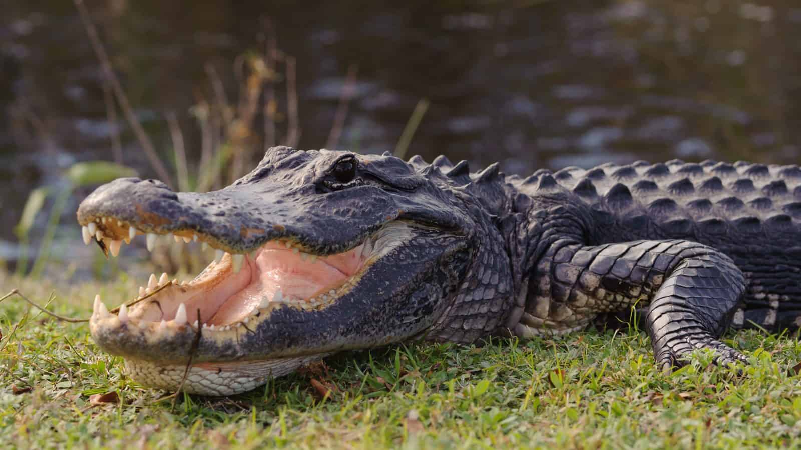 An alligator bears its teeth at the Everglades National Park.