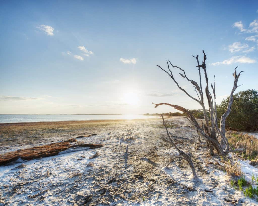 The Merritt Island National Wildlife Refuge, which many alligators call home.