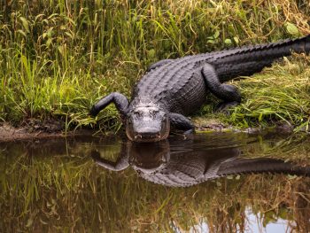 where to see alligators in Florida