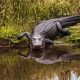 where to see alligators in Florida