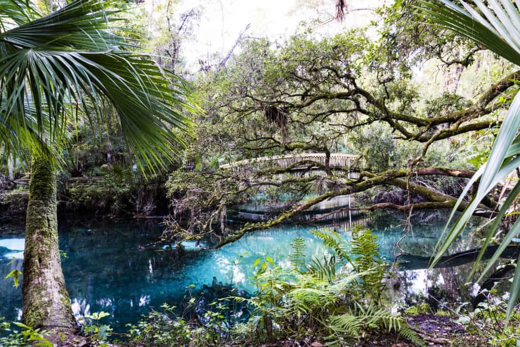 The beautiful waters of Ocala National Forest, a perfect place to find alligators in Florida.