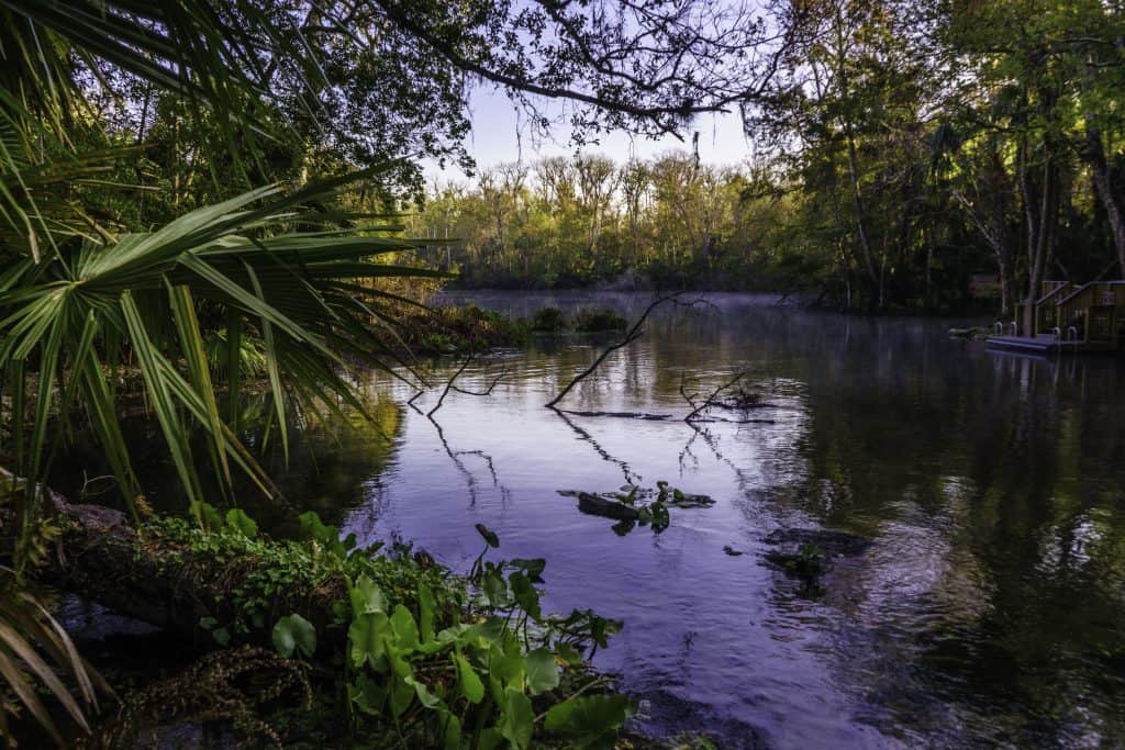 Alligators in Florida loom under the water's surface at the Wekiwa Springs State Park.