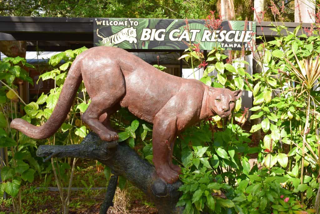 A statue of a leopard perches at the entrance to Big Cat Rescue, one of the best things to do in Tampa.