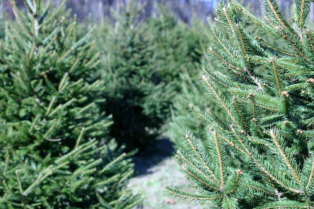 Evergreen trees line the paths of Santa's Christmas Tree Forest, one of the best things to do in Orlando for Christmas.