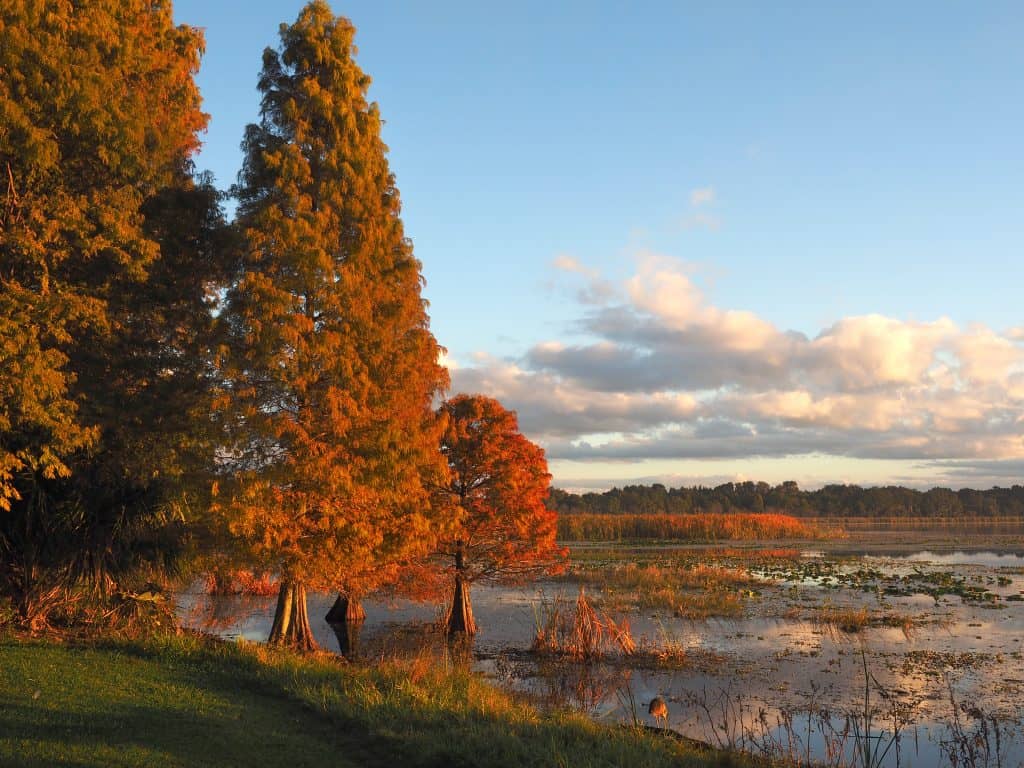 The leaves of Cypress trees fade from green to orange at sunset in fall in Florida.