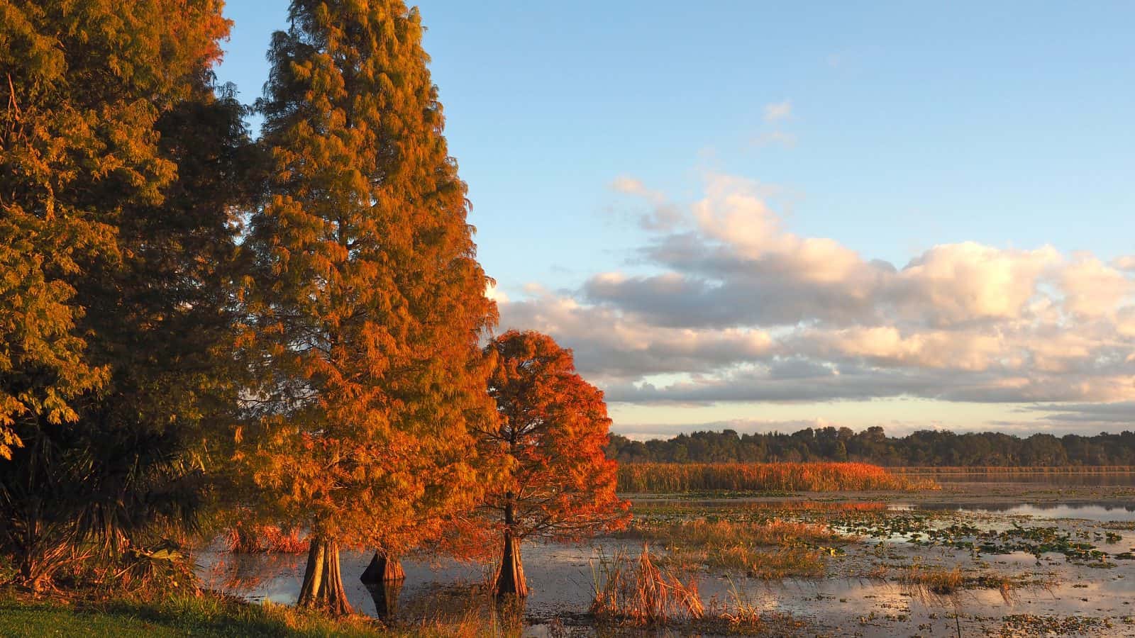Cypress tress turn from green to orange in fall in Florida.