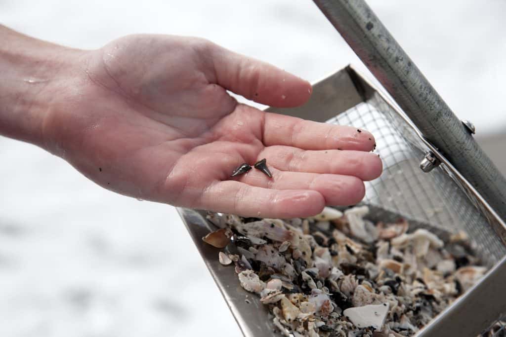 A collector holds up two teeth at the Venice Shark Tooth Festival, one of the best festivals in Florida.