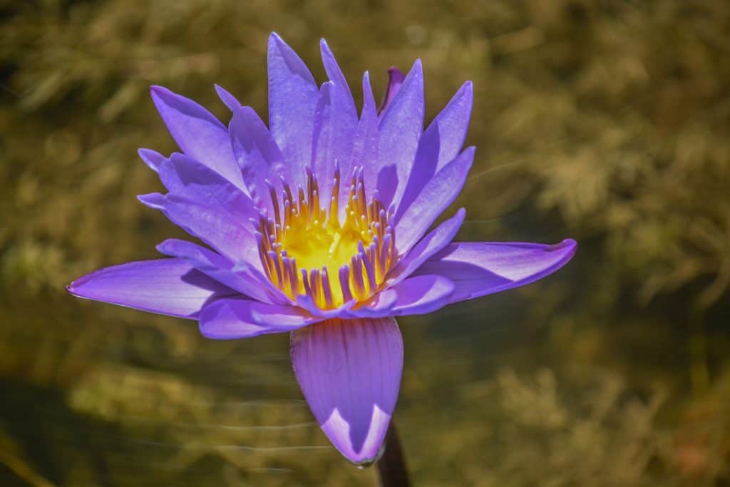 A beautiful purple water lily blooms at the McKee Botanical Gardens at the Waterlily Celebration, one of the most beautiful festivals in Florida.