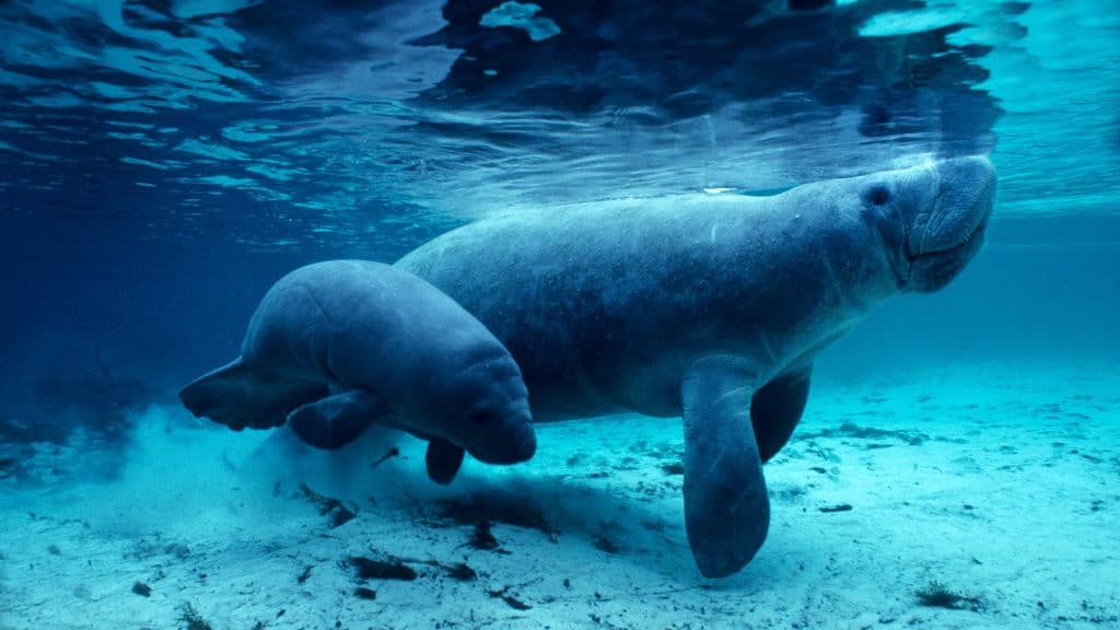  Crystal River manatees, uma mãe e seu bezerro, nadam nas águas da Primavera de três irmãs.