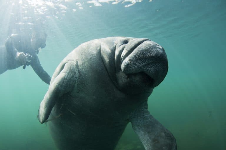 12 Best Places To See Wild Manatees In Florida - Florida Trippers