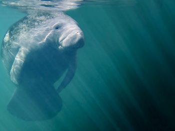 A manatee bathes in the sunlight glittering down from the water's surface.