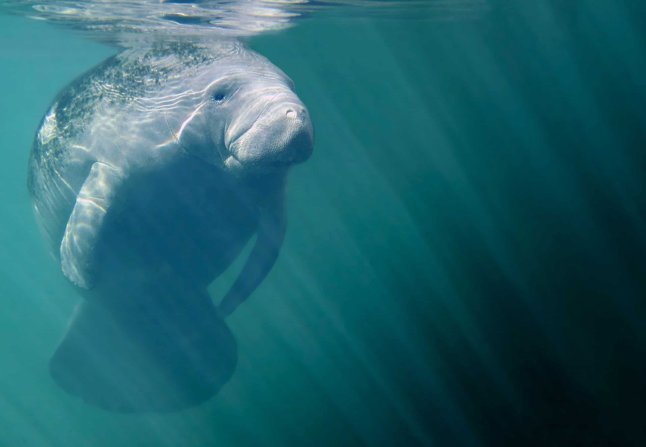 Where to See Manatees in Florida - Travel For Wildlife