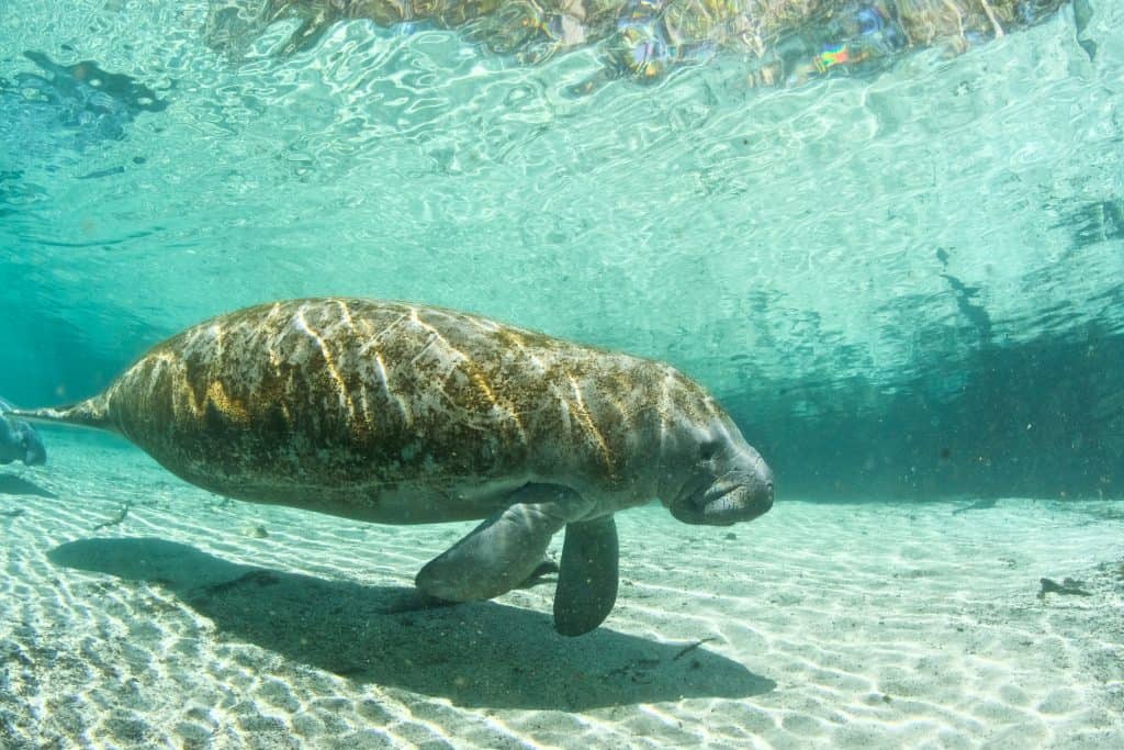 One of the many manatees in Florida swims along the floor of Florida's natural springs.