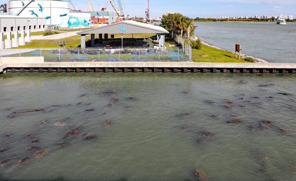  Floridában vadon élő lamantinok százai gyűlnek össze az Apollo Beach-i Lamantin megtekintési központban.