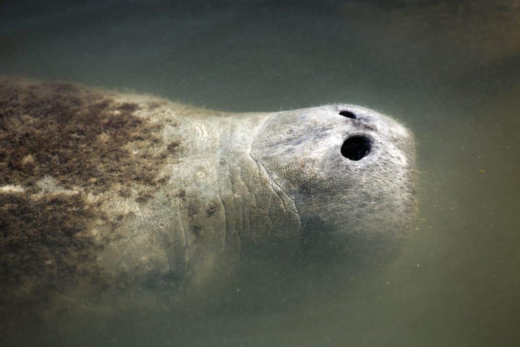 A manatee pokes his nose up to get air at the Merritt Island National Wildlife Refuge.