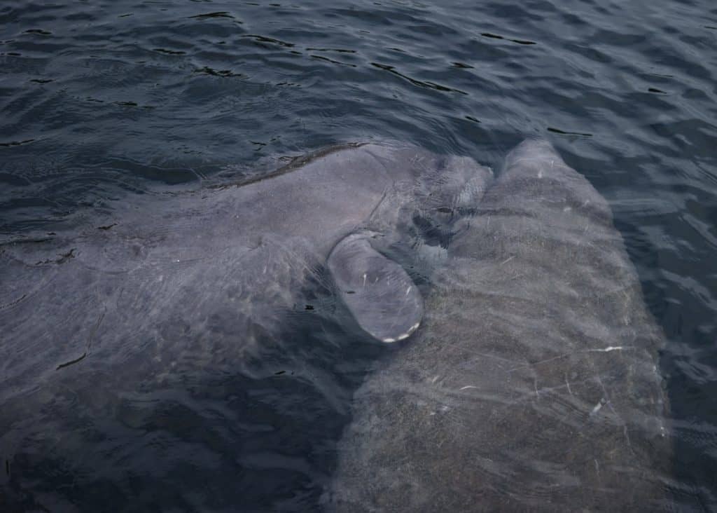 Two wild manatees play just beneath the surface at Wakulla Springs, Florida.