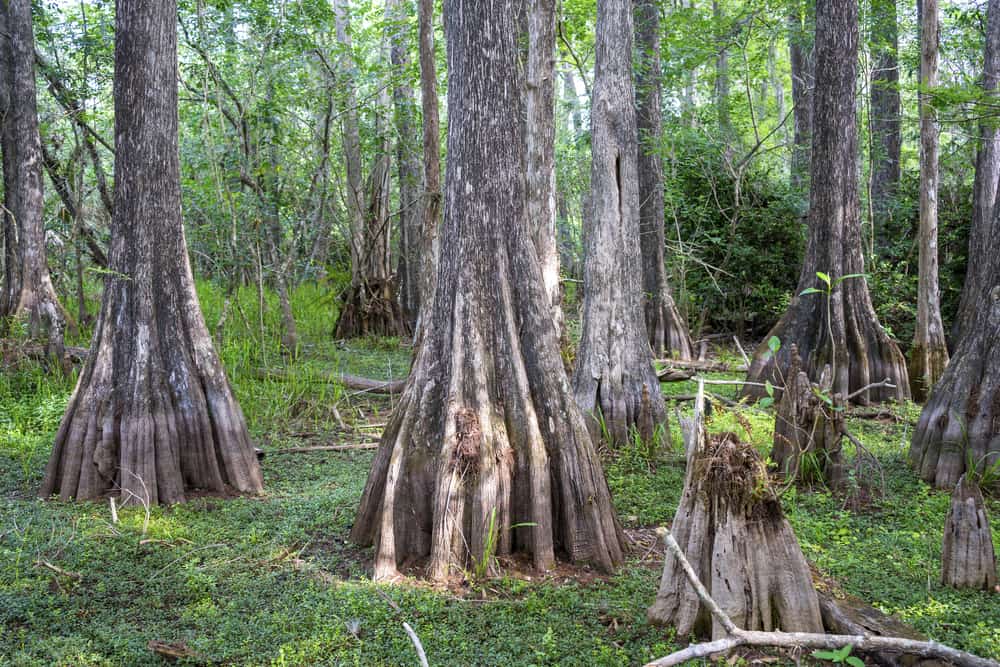 Photo of tree trucks surrounded by the rich greenery of Big Cypress National Preserve. 