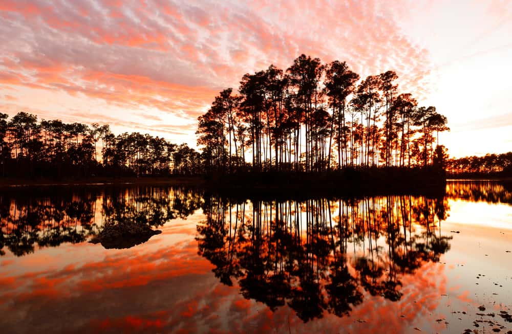 Photo of trees in a beautiful pink sunset at the Everglades National Park, one of Florida's National Parks. 