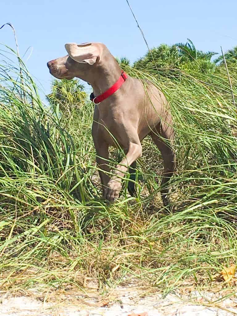 A dog blows in the breeze at Bowman's Dog Beach, one of the best in Tampa Bay area.