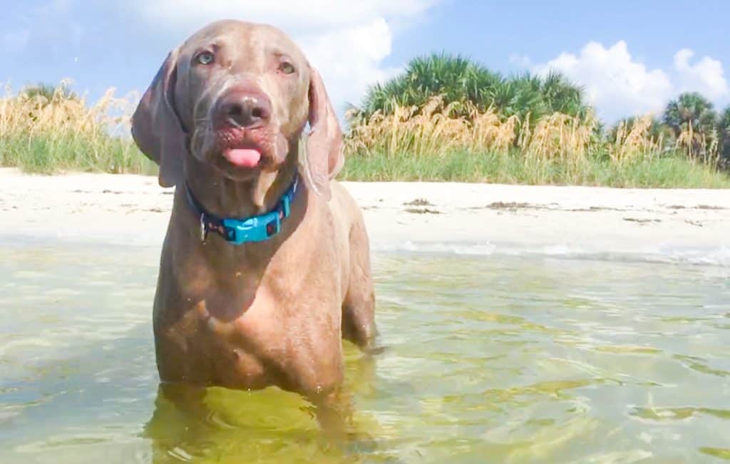 A dog wades in the waters of Davis Island Dog Beach!