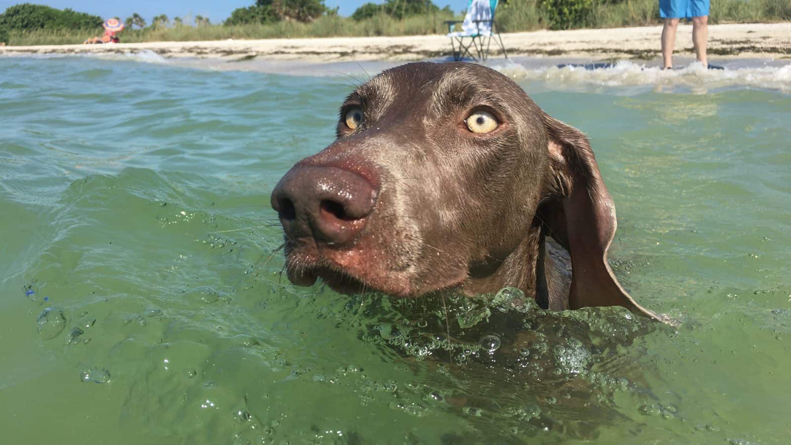 dog swimming at one of the dog beaches in tampa