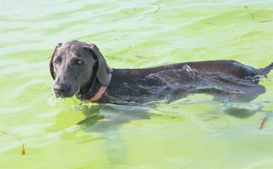A weimeraner swims through the waters of Paw Playground at Fort De Soto, one of the best Tampa dog beaches.