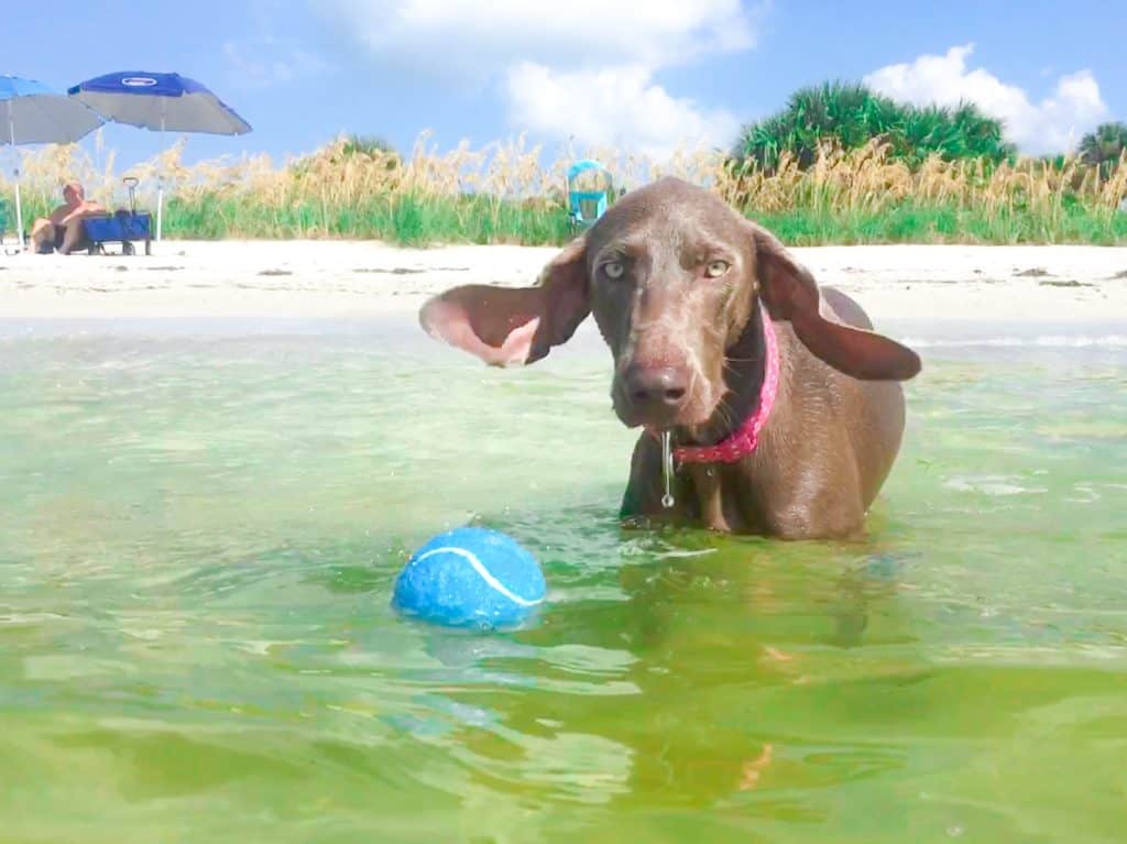 A weimeraner puppy's ears flop in excitement at Fort De Soto Dog Beach!