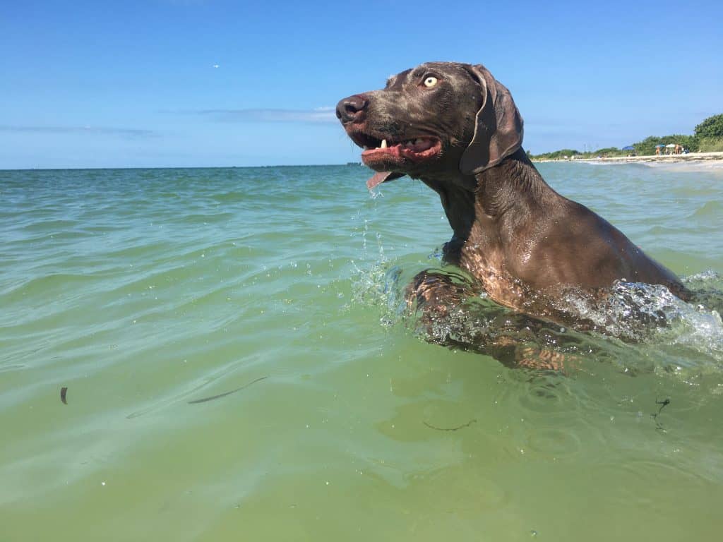 can dogs go to honeymoon island