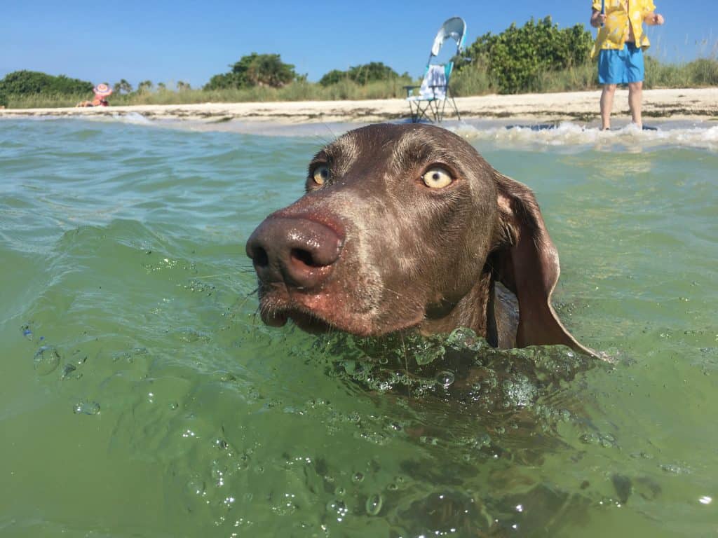 A pup swims in the waters of Picnic Island Beach Dog Park, one of the best off-leash dog beaches in Tampa.