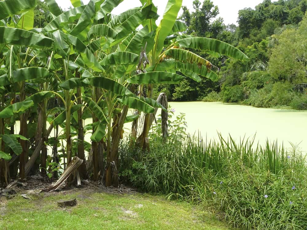 Kanapaha Botanical Gardens lush vegetation and pond.