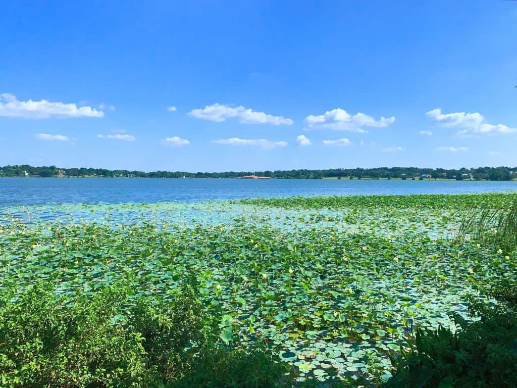 Water lilies pool on the surface of Lake Hollingsworth, one of the best places to go in Lakeland.